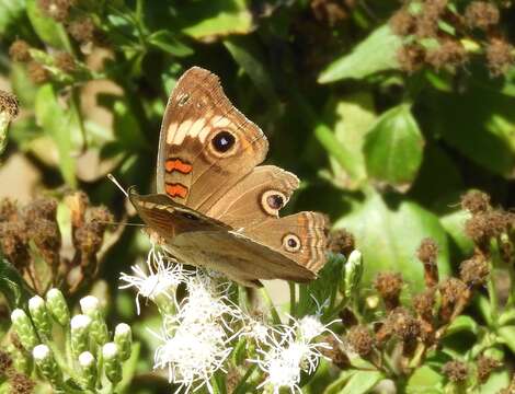 Image of Junonia pacoma