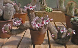 Image of Mammillaria albicans subsp. fraileana (Britton & Rose) D. R. Hunt