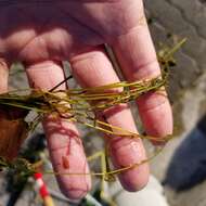 Image of Small Pondweed