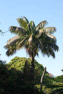 Image of Kentia Palm