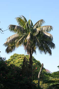 Image of Kentia Palm