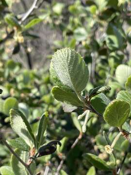 Image of island mountain mahogany