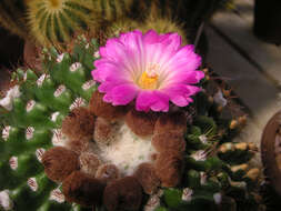 Image of Parodia herteri (Werderm.) N. P. Taylor