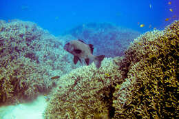 Image of Harlequin sweetlips