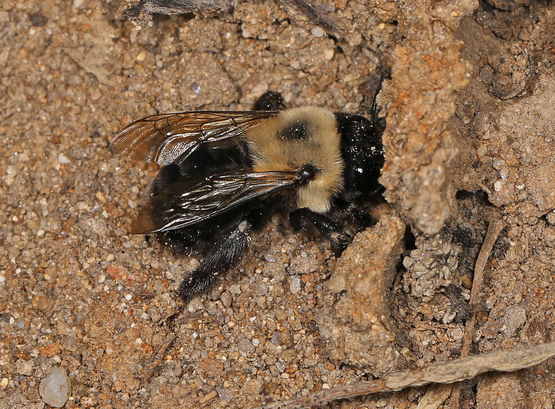 Image of Anthophora abrupta Say 1837