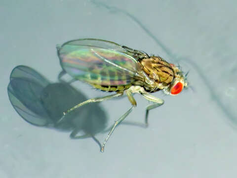 Imagem de Drosophila busckii Coquillett 1901