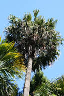 Image of fountain palm