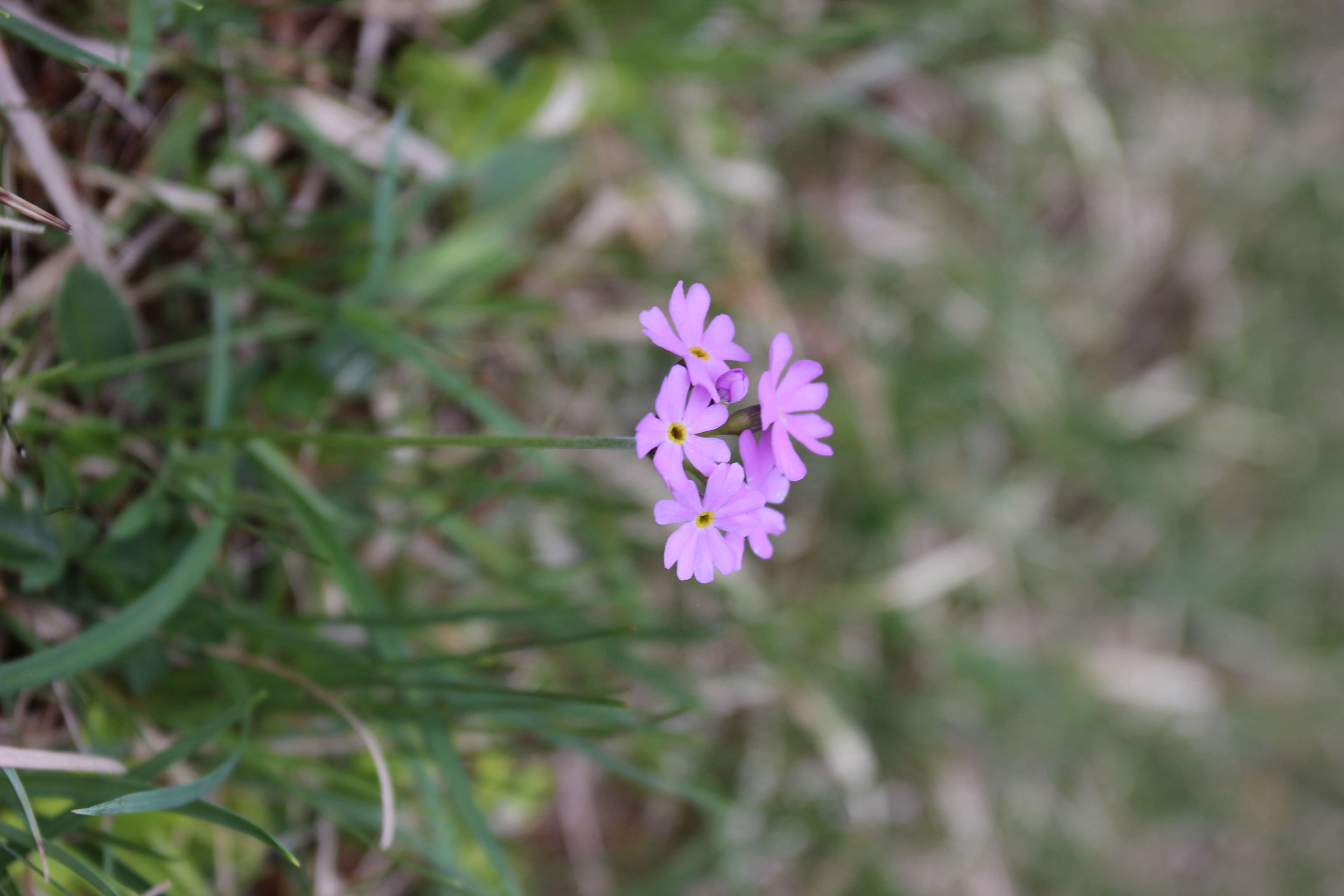 Plancia ëd Primula farinosa L.