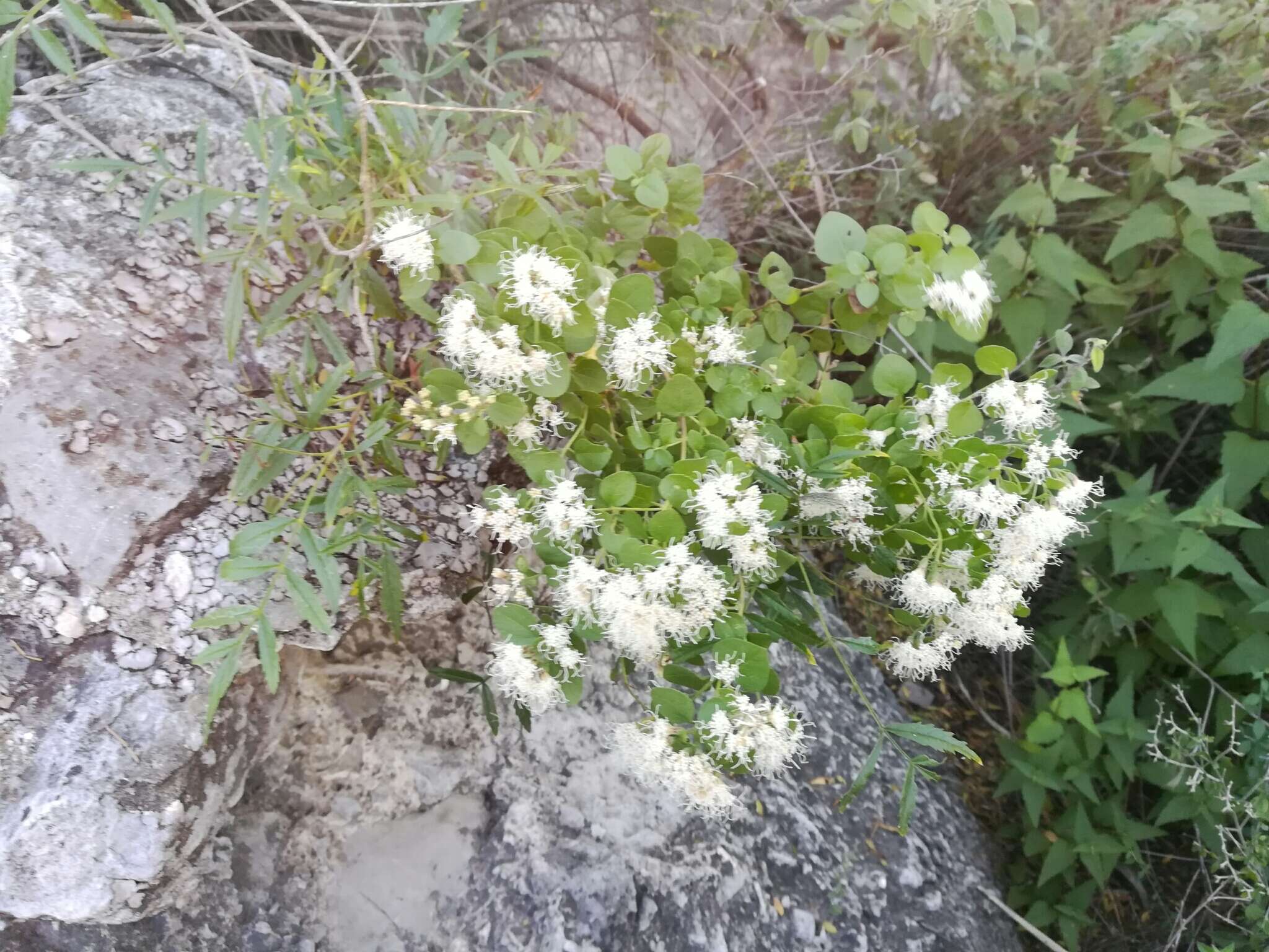 Imagem de Ageratina wrightii (A. Gray) R. King & H. Rob.