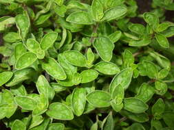 Image of oregano