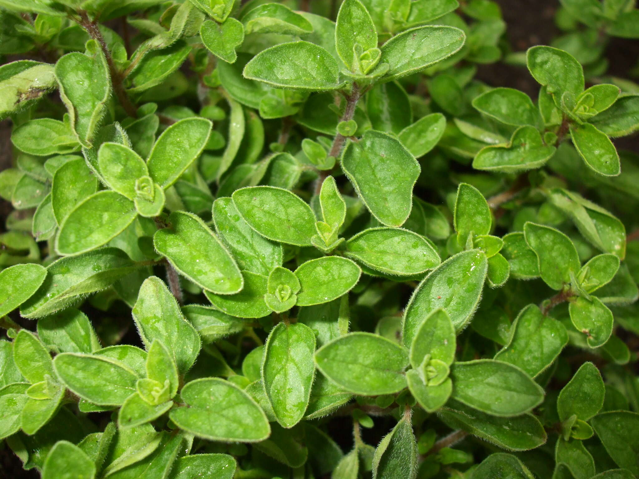 Image of oregano