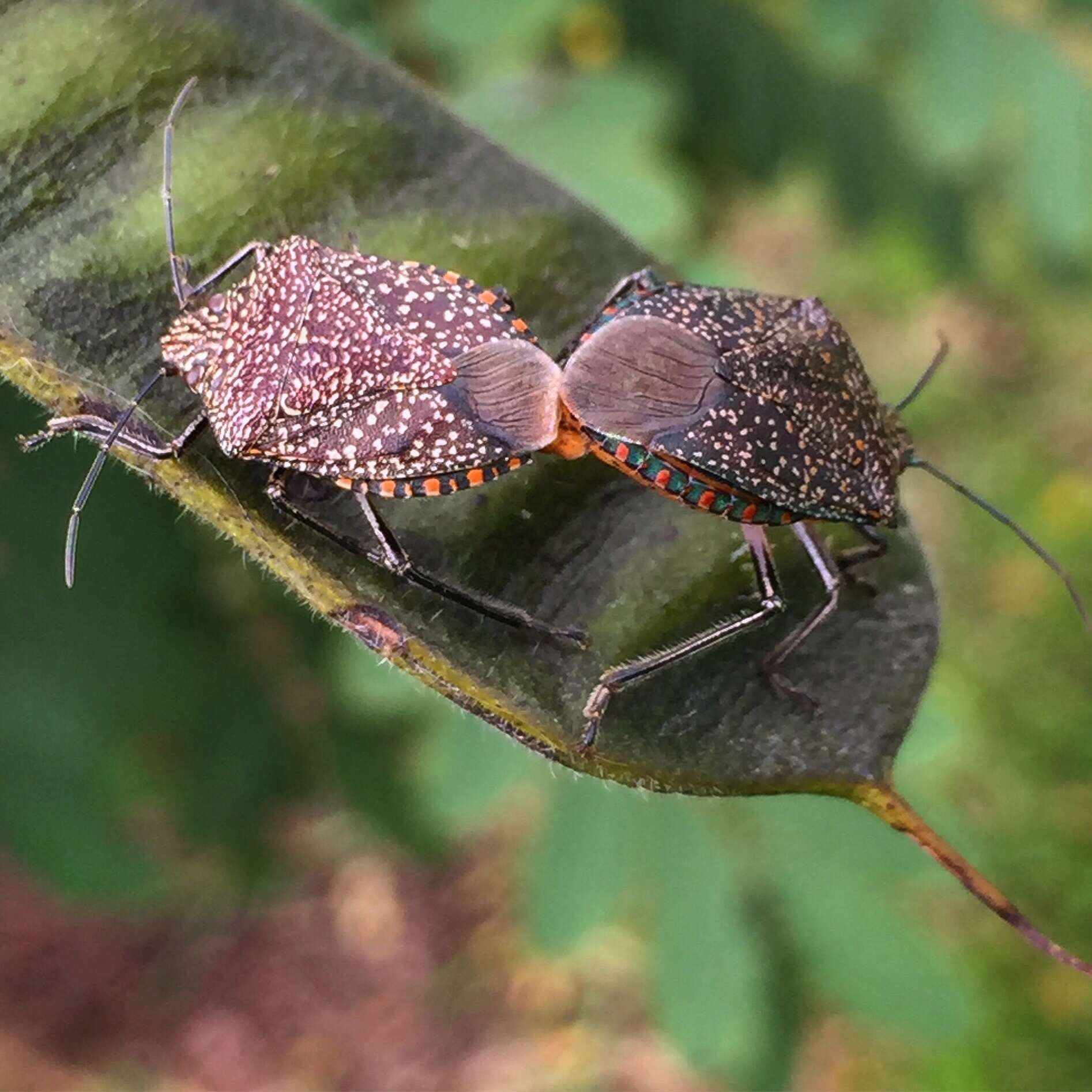 Image of Stink bug