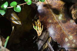 Image of Ramariopsis bicolor R. H. Petersen 1988