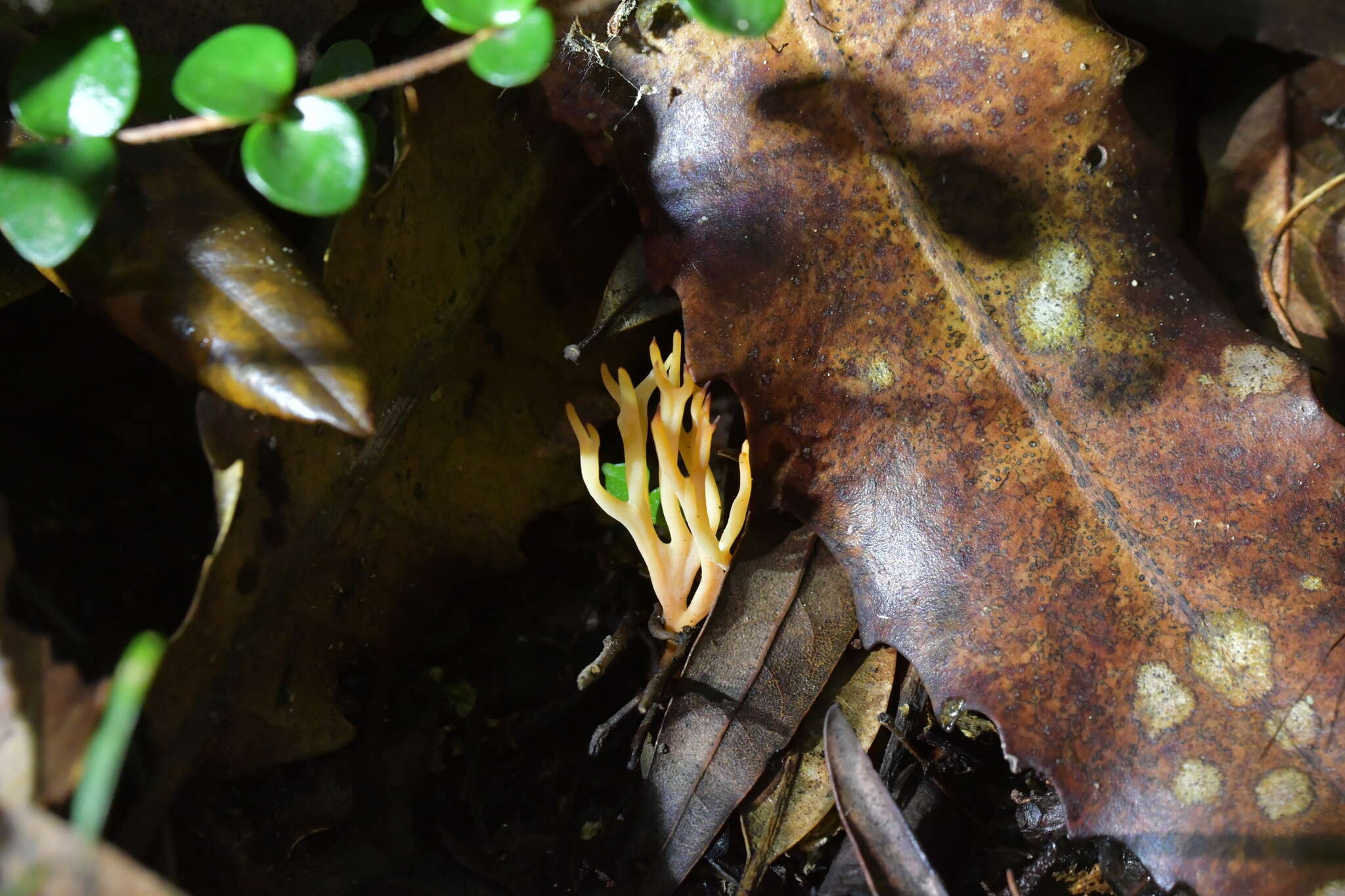 Ramariopsis bicolor R. H. Petersen 1988 resmi