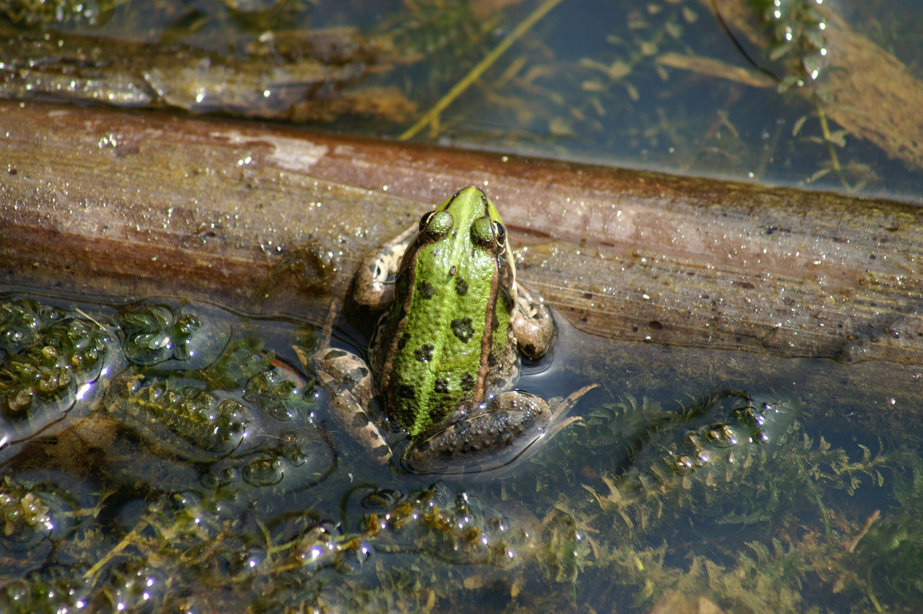 Image of Eurasian Marsh Frog