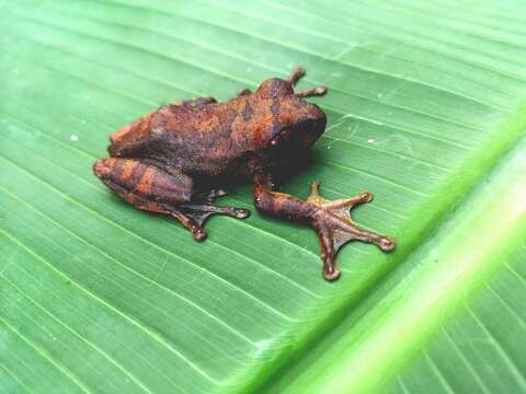 Image of Red Treefrog