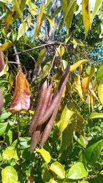 Image de Stereospermum euphorioides (Boj.) DC.