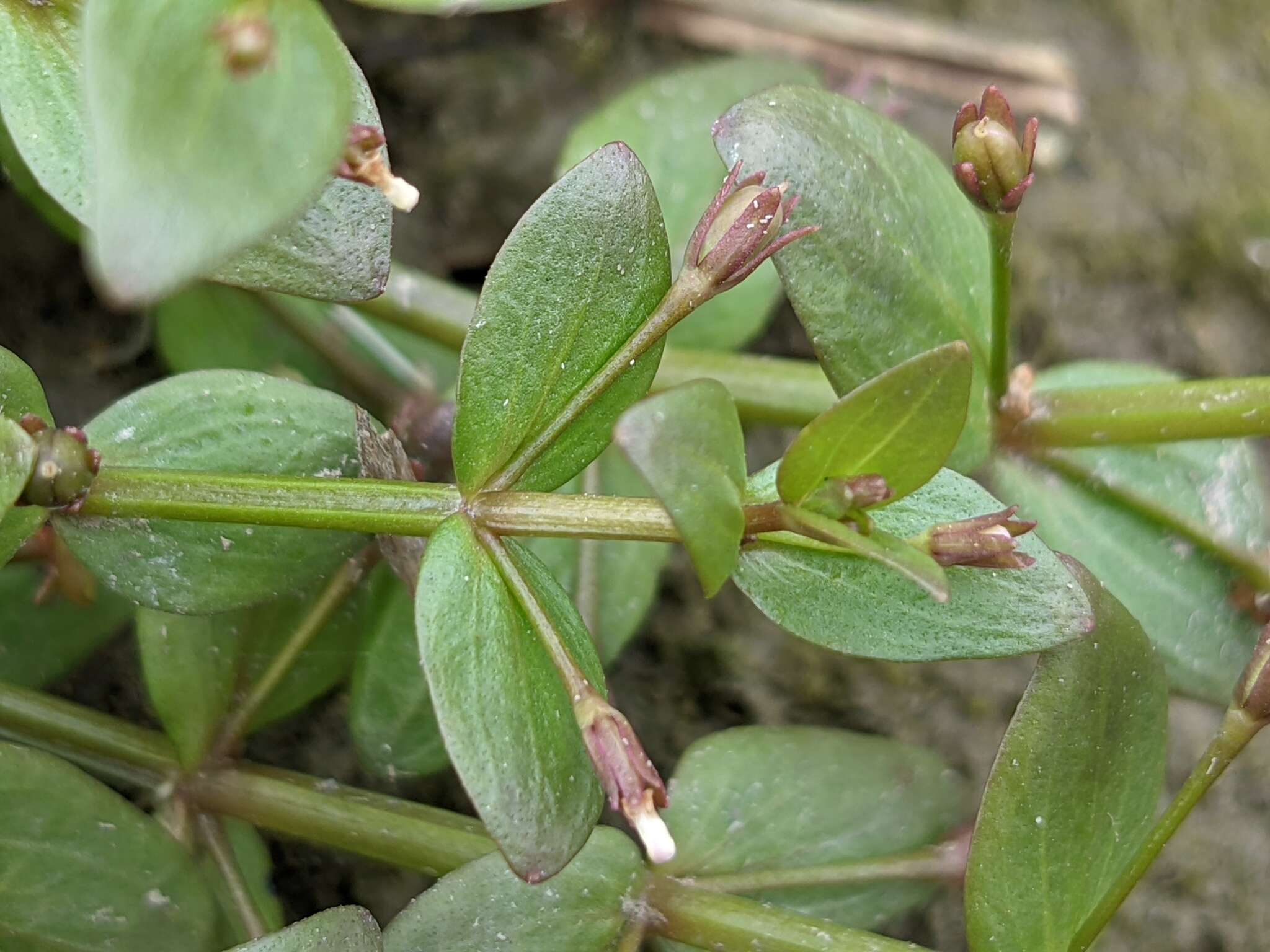 Image of Prostrate False Pimpernel