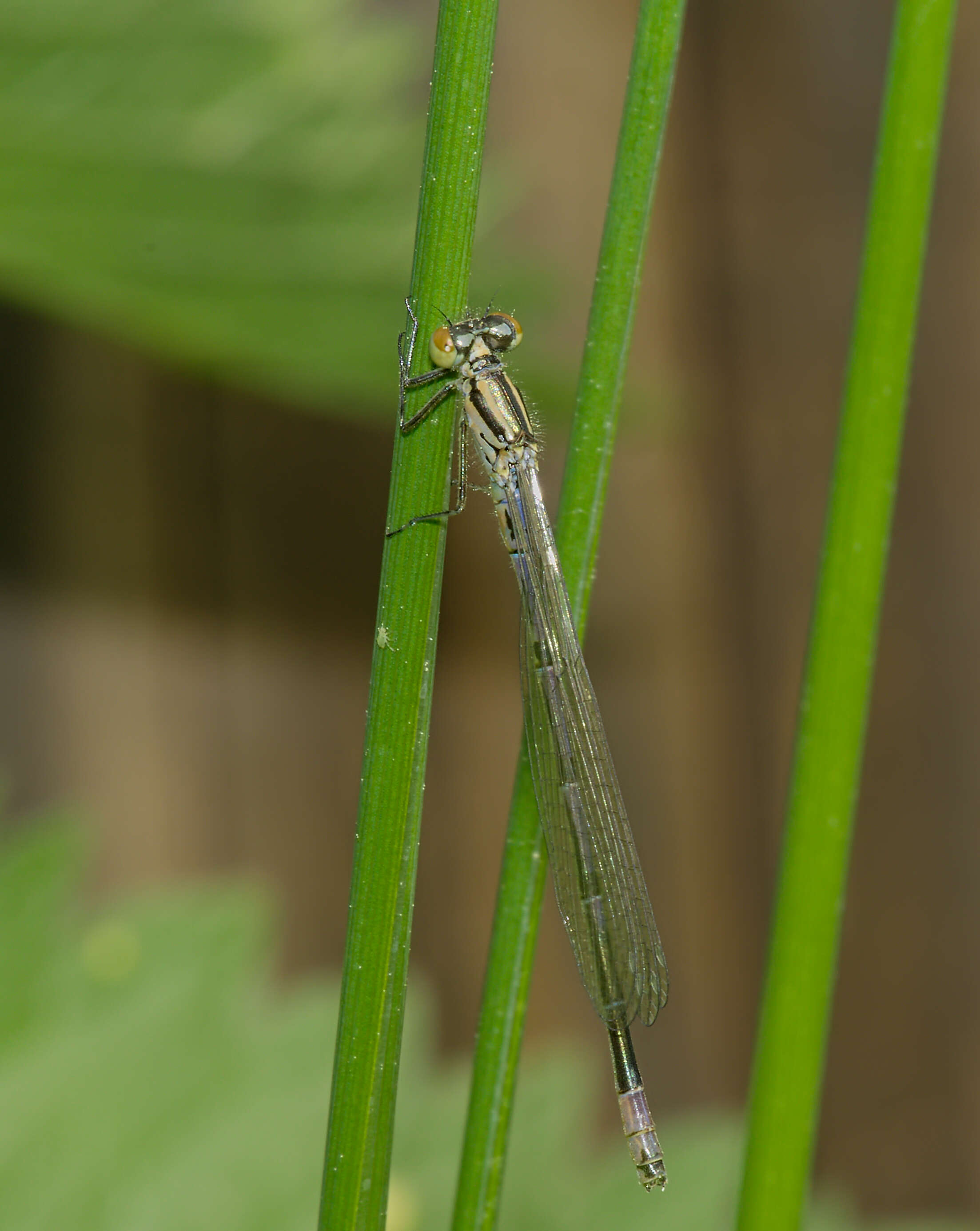 Imagem de Coenagrion puella (Linnaeus 1758)