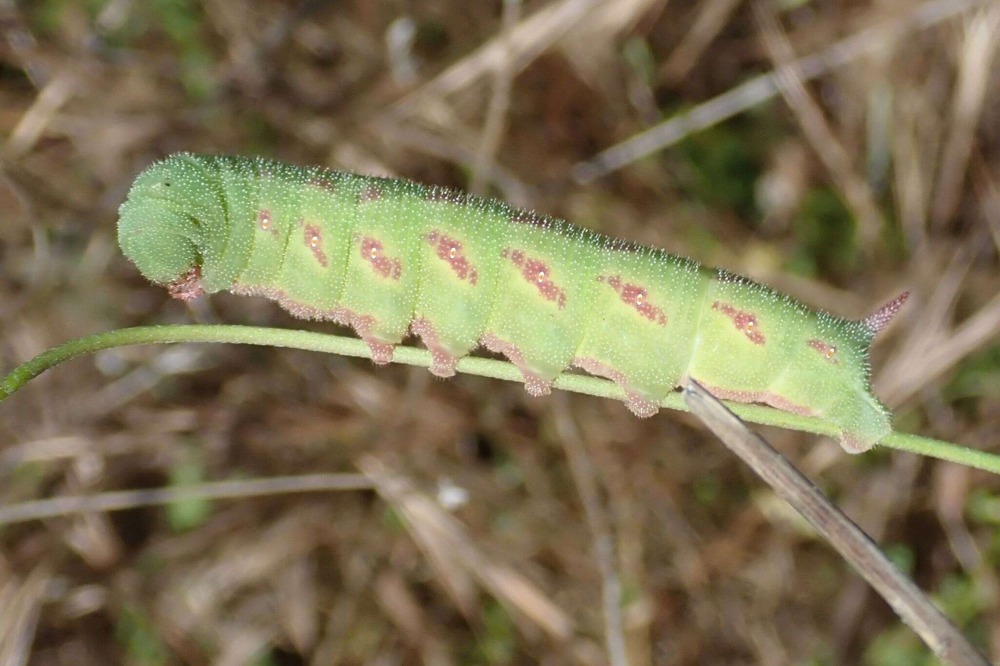 Imagem de Hemaris tityus (Linnaeus 1758)