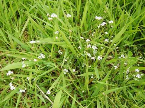 Image of three-petal bedstraw