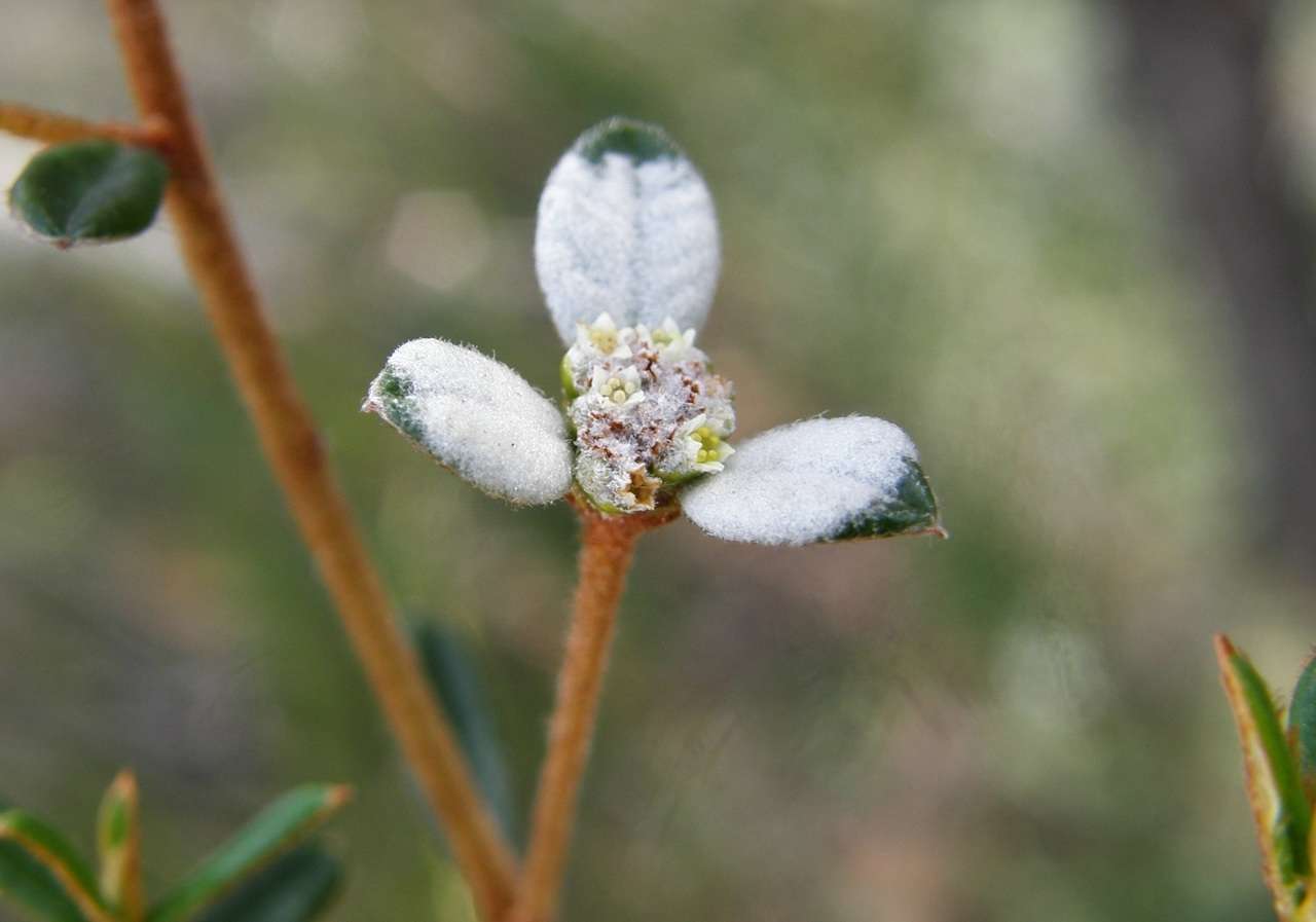 صورة Spyridium vexilliferum (Hook.) Reiss.