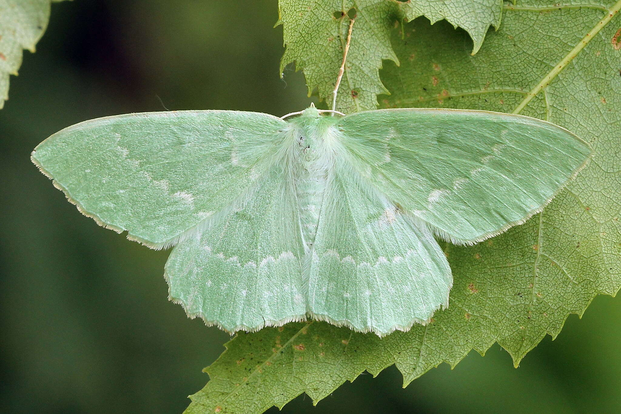 Imagem de Geometra papilionaria Linnaeus 1758