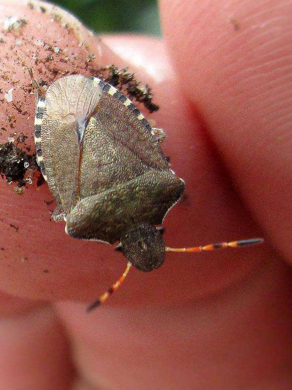 Image of Vernal Shieldbug