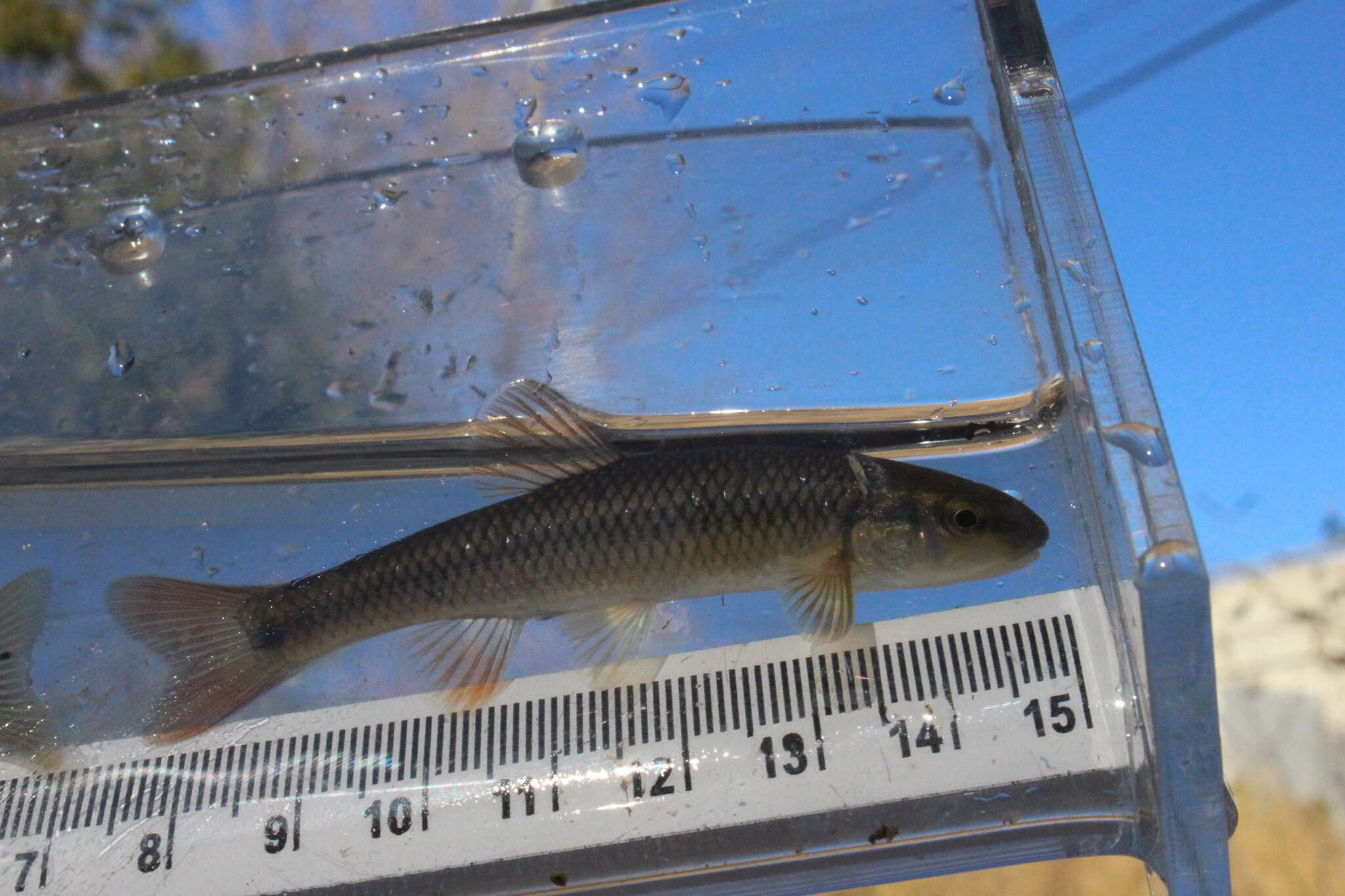 Image of Hornyhead Chub