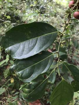 Image of Lacistema aggregatum (Berg.) Rusby