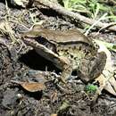 Image of Leptodactylus riveroi Heyer & Pyburn 1983