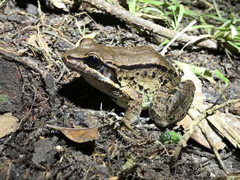 Image of Leptodactylus riveroi Heyer & Pyburn 1983