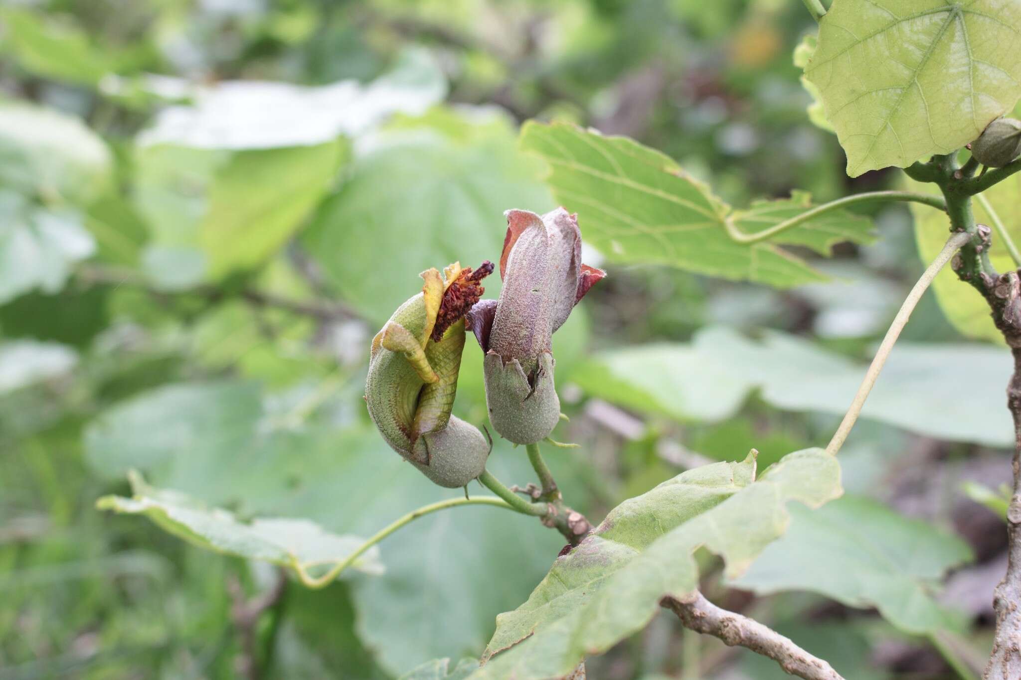 Image of hibiscadelphus