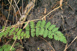 Image of royal lipfern