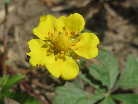 Imagem de Potentilla reptans L.