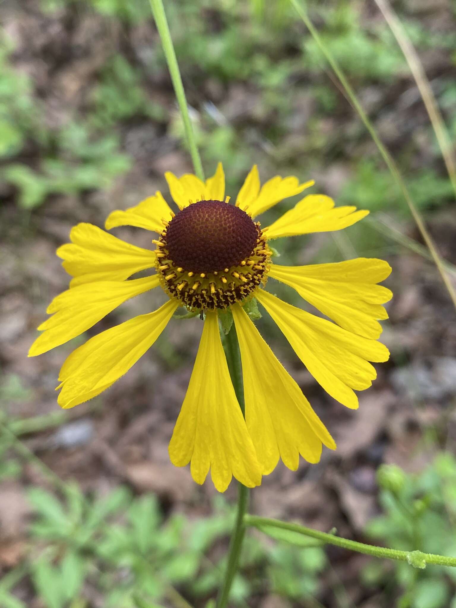 Image of Oldfield Sneezeweed