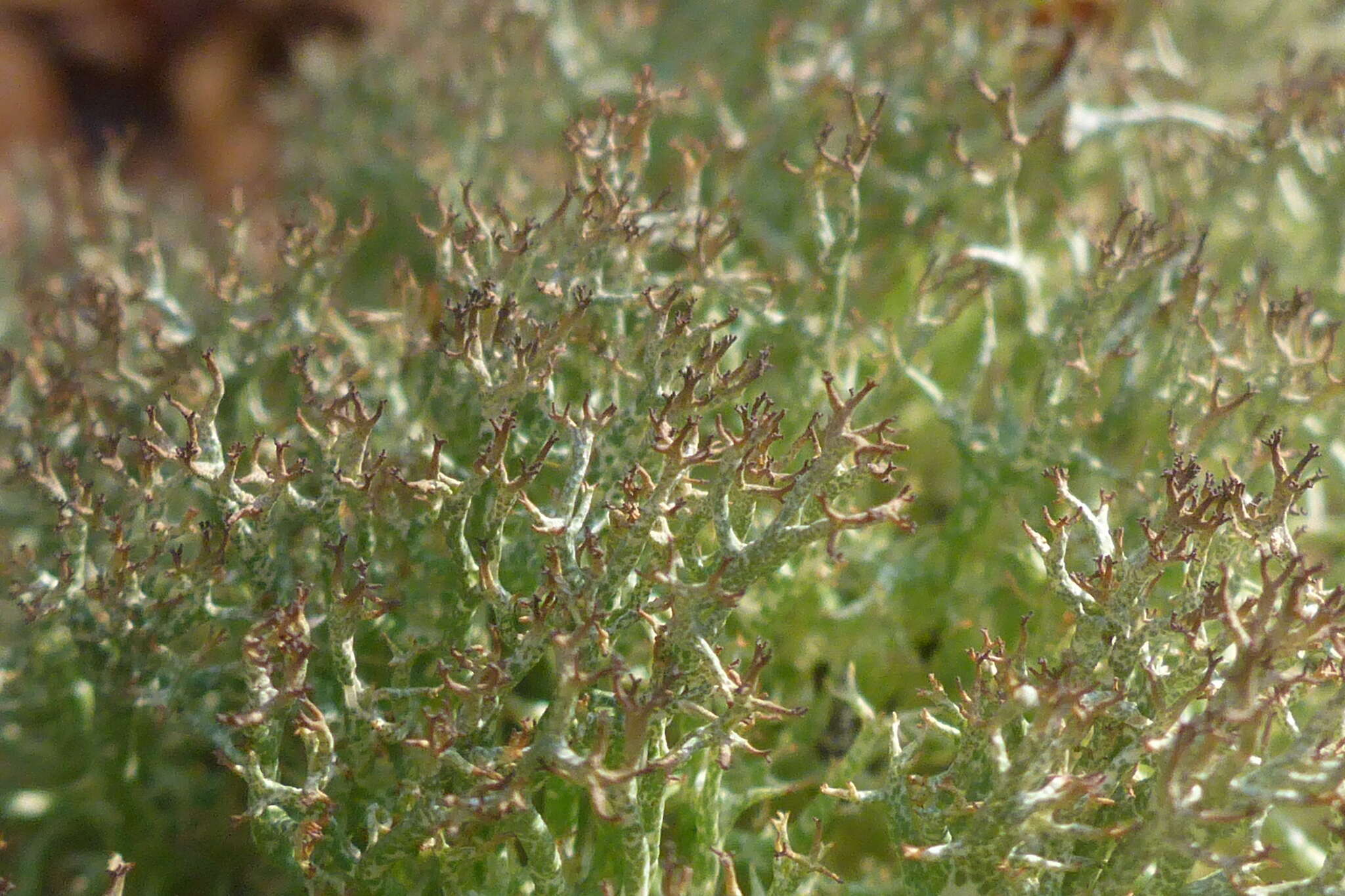 Image de Cladonia amaurocraea (Flörke) Schaer.