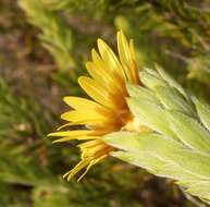 Image of Oedera calycina (L. fil.) N. G. Bergh