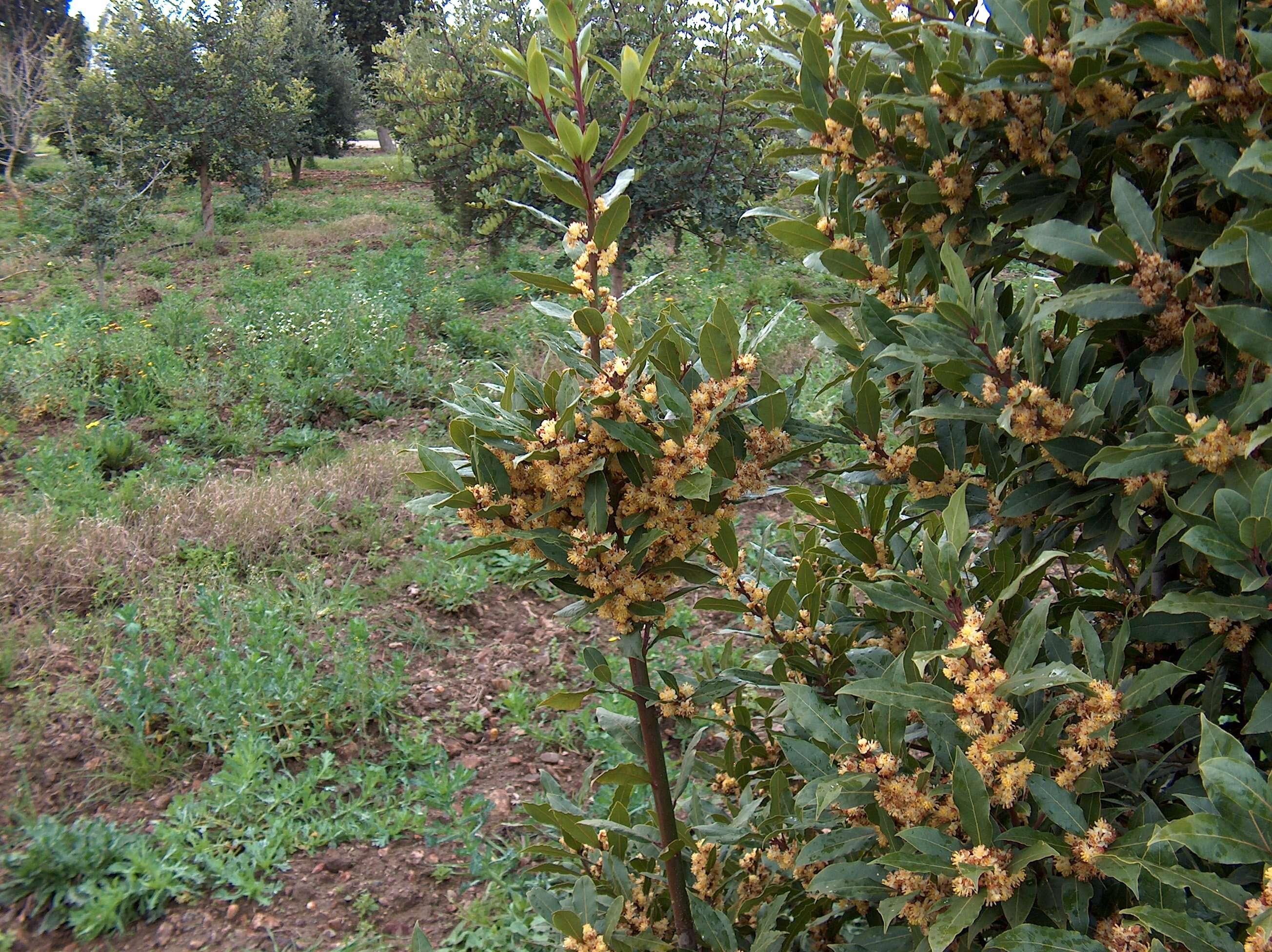 Image of Laurus Nobilis