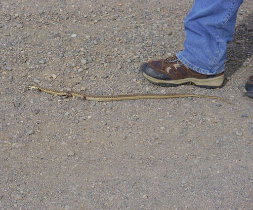 Image of Thamnophis elegans vagrans (Baird & Girard 1853)