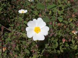 Image of salvia cistus