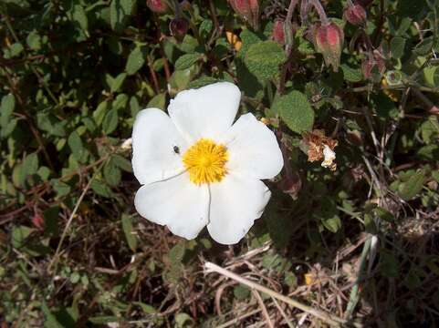 Image of salvia cistus