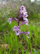 Image of Anacamptis israelitica (H. Baumann & Dafni) R. M. Bateman, Pridgeon & M. W. Chase