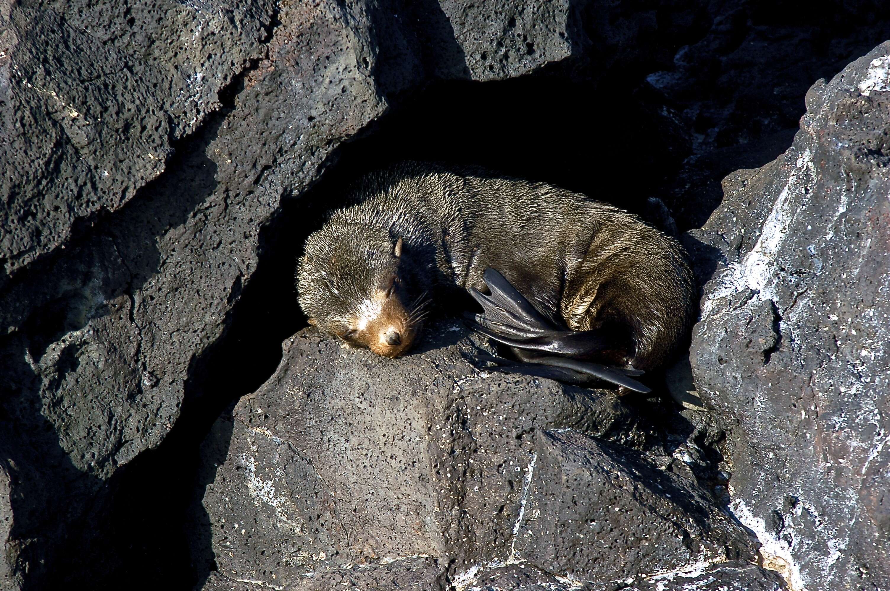 Image de Arctocéphale des Galapagos