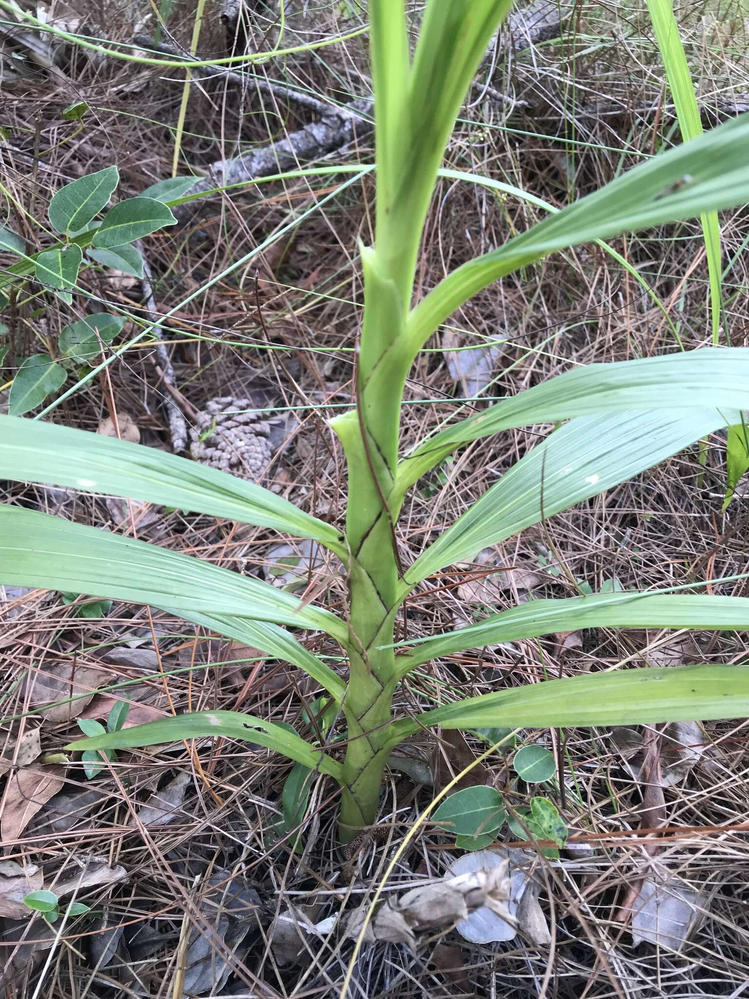 Image of terrestrial cowhorn orchid