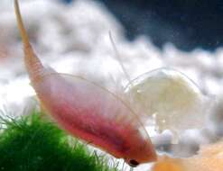 Image of Tadpole shrimp