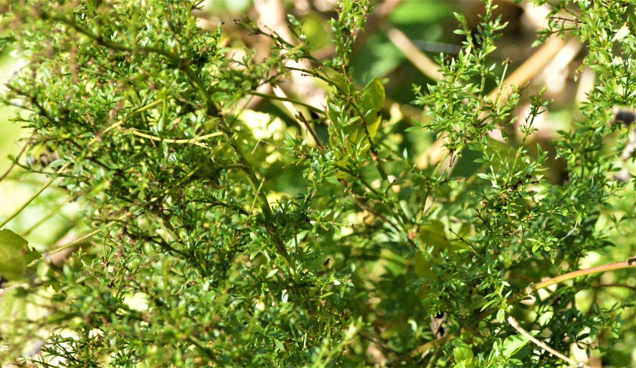 Image of Galianthe brasiliensis (Spreng.) E. L. Cabral & Bacigalupo