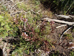 Imagem de Pedicularis racemosa subsp. racemosa