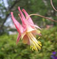 Image of western columbine