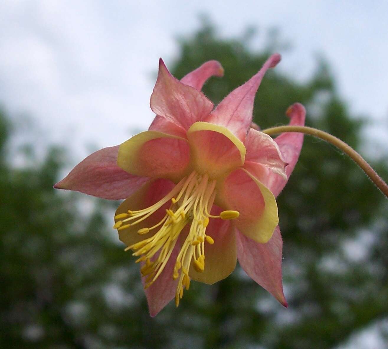 Image of western columbine